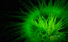 FluorescentTubeAnemone1920x120012-7-2011 5_28_29 PM Bing Desktop